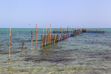 The Hadra: Traditional inter tidal net trap fishing in the Arabian gulf