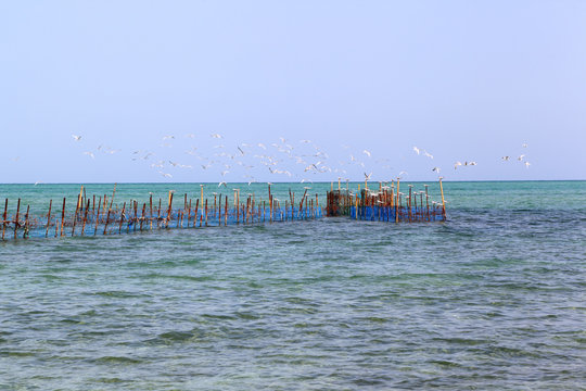 The Hadra: Traditional inter tidal net trap fishing in the Arabian gulf