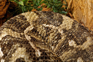 Snake in the terrarium - Gaboon viper