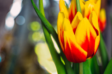 Naklejka premium bouquet of fresh tulips close-up macro shot