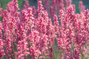 blooming purple heuchera