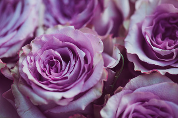 Purple rose flower bouquet vintage background, close up of wedding bouquet