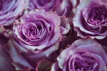 Purple rose flower bouquet vintage background, close up of wedding bouquet - Powered by Adobe