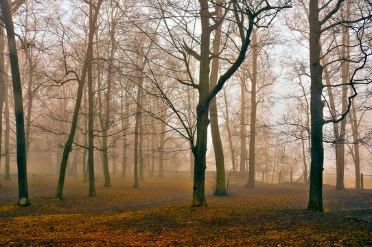 Fototapeta fog in forest