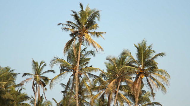 Palm trees over sky at sunny day