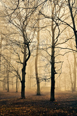 Naklejka na ściany i meble fog in forest