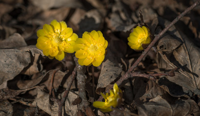 Close up view of the first spring flowers among withered leaves. Selective focus with shallow depth of field.