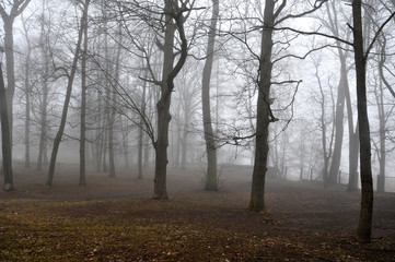 fog in forest