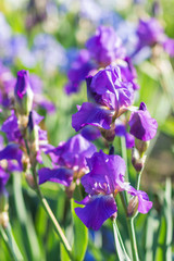 Colorful purple  irises