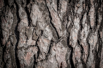 Tree bark background, old vintage style.