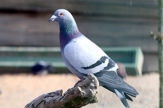 pigeon 22032016