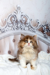 Süßes, kleines Katzenbaby sitzt auf einem barocken Bett und schaut neugirig nach oben.
