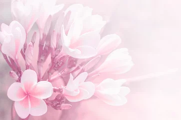 Foto auf Leinwand Beautiful plumeria flower © banprik