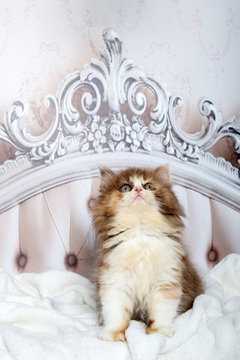 Süßes, kleines Katzenbaby sitzt auf einem barocken Bett und schaut neugierig nach oben.