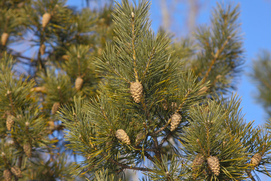 close up pine tree