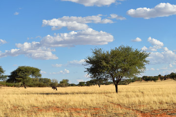 Kalahari desert and gemsbok (Oryx gazella)