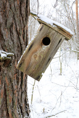 old starling-house on tree in forest