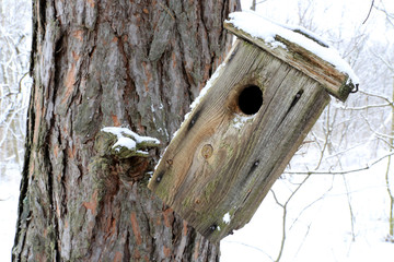 old starling-house in forest