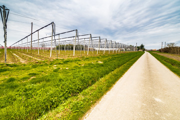  geometries of orchards in bloom
