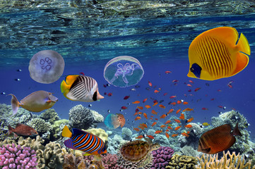 Naklejka premium Tropical fish and Hard corals in the Red Sea,