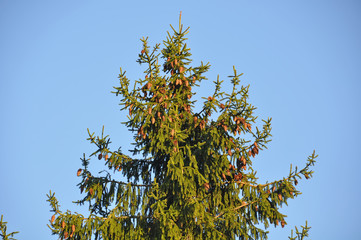 Spruce with cones