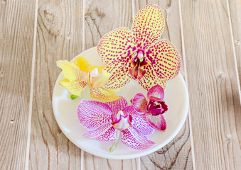 Fototapeta na wymiar Colored orchid flowers in a white plate, wood background