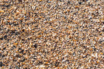 background the sea coast of the small shells