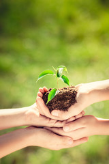 Children holding young plant in hands