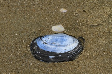 blue seashell on the beach of Le Touquet
