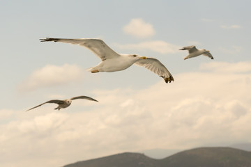Three seagulls flying free up in the air.
