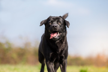 Black Labrador retriever dog in run - Nose in Focus