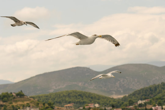 Three seagulls flying against a beautiful background.
