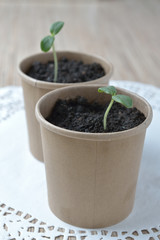 seedlings
