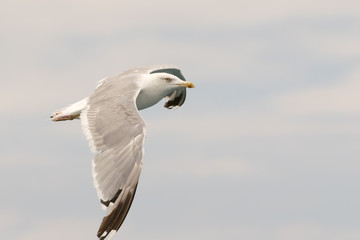 Aegean seagull flying up in the air.
