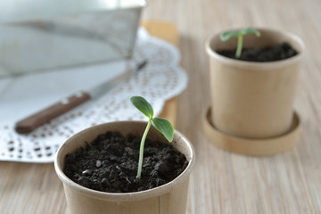 seedlings