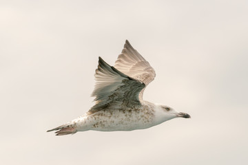 Seagull flying up in the air.
