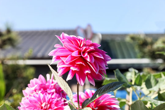 Fototapeta A big pink dahlia flower on sunny day