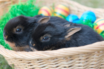 Easter basket with eggs and two baby rabbits © phokrates