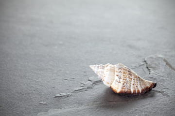 Shell on dark stone background, shallow depth of field, space for text.