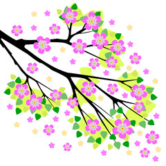 branch of a blossoming cherry tree vector illustration