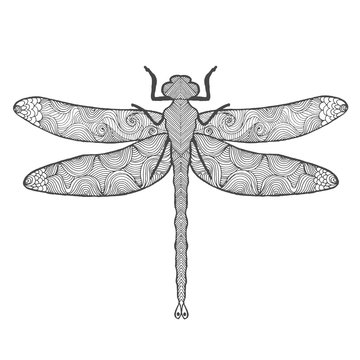Dragonfly. Animals. Hand drawn doodle insect. 