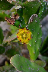Close-up of prickly pear cactus close up with fruit in red color cactus spines.