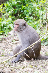 Naklejka na ściany i meble Formosan macaques back to us(taiwan monkey)