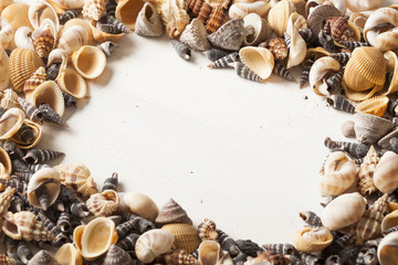 Obraz premium sea shells and frames 