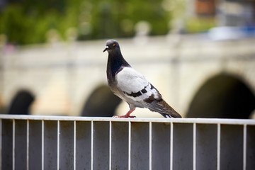 Pigeon sitting on a railing