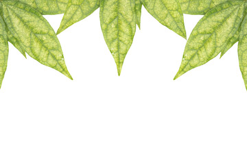 Naklejka na ściany i meble Green leaf isolated on a white background