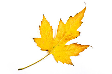 Autumn maple leaf isolated on white background. With clipping pa