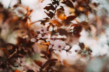 Colorful photo of wild tree blossoms on natural light and with selective focus. Short depth of field for dreamy soft background.
