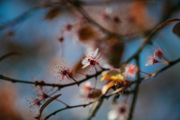 Colorful photo of wild tree blossoms on natural light and with selective focus. Short depth of field for dreamy soft background.