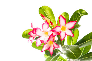 Adenium flower